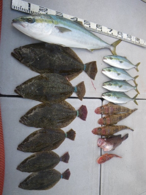 磯部釣船 直栄丸 釣果