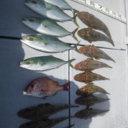磯部釣船 直栄丸 釣果