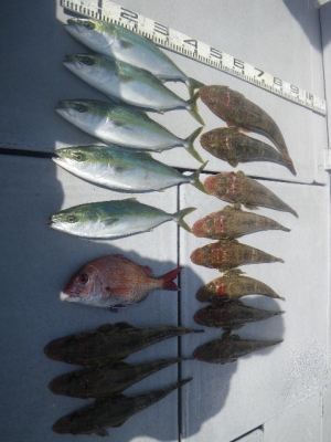 磯部釣船 直栄丸 釣果