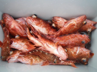 磯部釣船 直栄丸 釣果