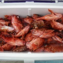 磯部釣船 直栄丸 釣果