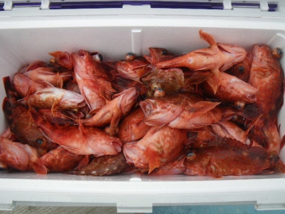 磯部釣船 直栄丸 釣果