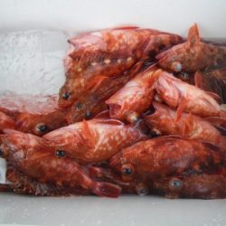 磯部釣船 直栄丸 釣果