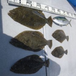 磯部釣船 直栄丸 釣果