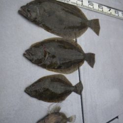 磯部釣船 直栄丸 釣果