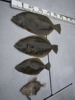 磯部釣船 直栄丸 釣果