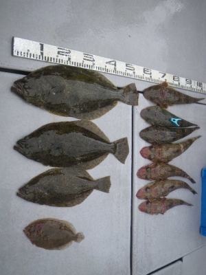 磯部釣船 直栄丸 釣果