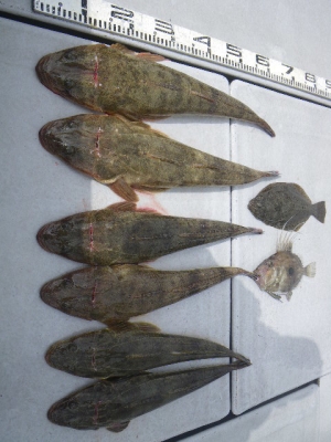 磯部釣船 直栄丸 釣果