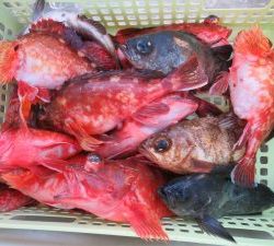 アジアマリンサービス 釣果