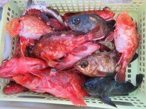 アジアマリンサービス 釣果