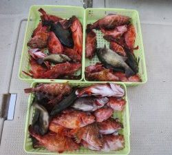 アジアマリンサービス 釣果