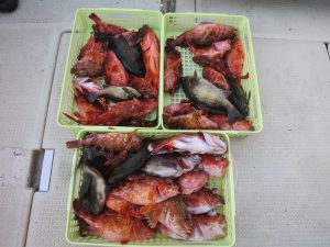 アジアマリンサービス 釣果