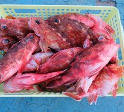 アジアマリンサービス 釣果