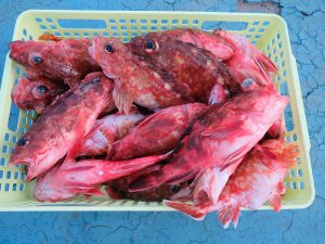 アジアマリンサービス 釣果