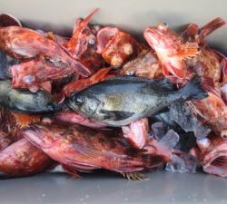 アジアマリンサービス 釣果