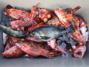 アジアマリンサービス 釣果