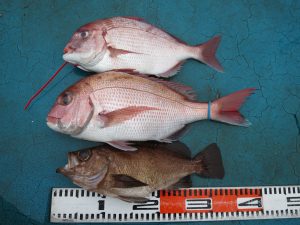 アジアマリンサービス 釣果