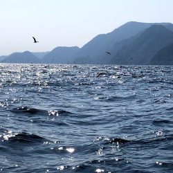 オーシャンズ 京都 釣果