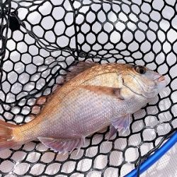 フィシングボートAir(エアー) 釣果