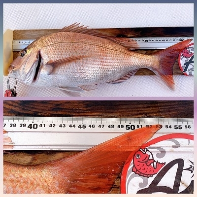 フィシングボートAir(エアー) 釣果