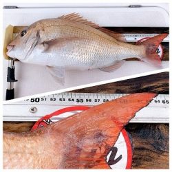 フィシングボートAir(エアー) 釣果