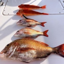 フィシングボートAir(エアー) 釣果