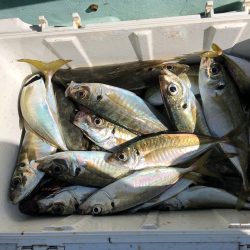 深川 吉野屋 釣果