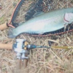 志高湖フィッシング 釣果