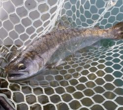 朝霞ガーデン 釣果