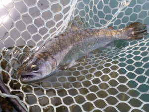 朝霞ガーデン 釣果