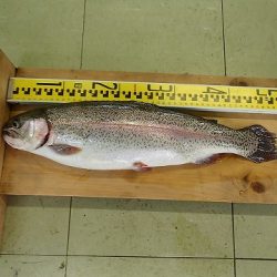 志高湖フィッシング 釣果