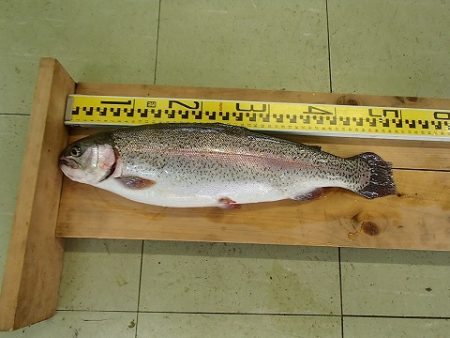 志高湖フィッシング 釣果