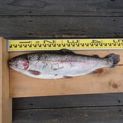 志高湖フィッシング 釣果