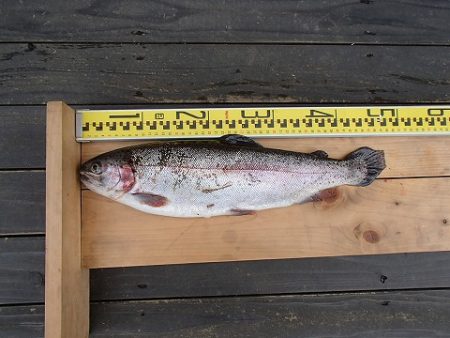 志高湖フィッシング 釣果