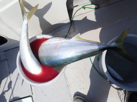 Aquanaut(アクアノート) 釣果