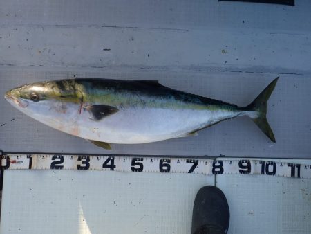 Aquanaut（アクアノート） 釣果