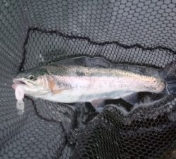 朝霞ガーデン 釣果