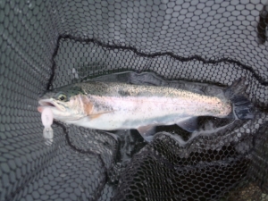 朝霞ガーデン 釣果