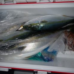 Aquanaut(アクアノート) 釣果