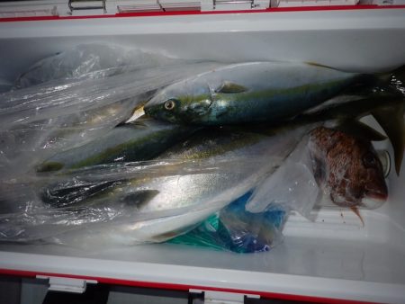 Aquanaut(アクアノート) 釣果