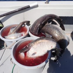 Aquanaut(アクアノート) 釣果