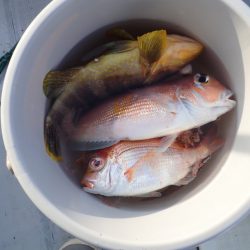 Aquanaut(アクアノート) 釣果