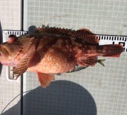 さぶろう丸 釣果