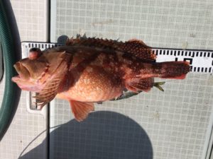 さぶろう丸 釣果