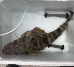 さぶろう丸 釣果