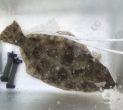 さぶろう丸 釣果