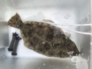 さぶろう丸 釣果