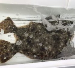 さぶろう丸 釣果