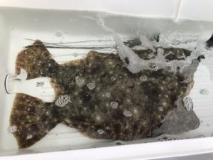 さぶろう丸 釣果