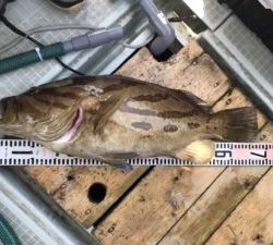 さぶろう丸 釣果